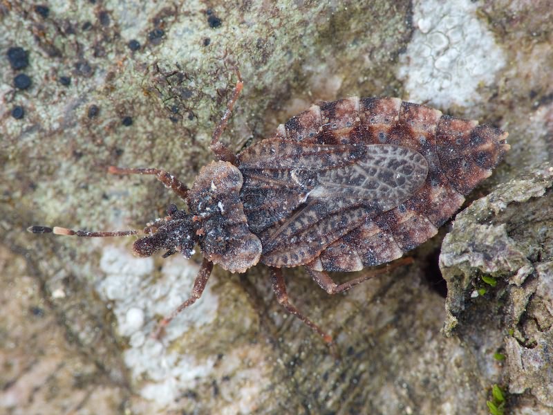 Aradus betulae (Linnaeus, 1758)